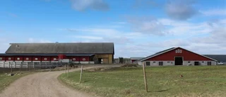 Här kan kalvarna få var sin hydda