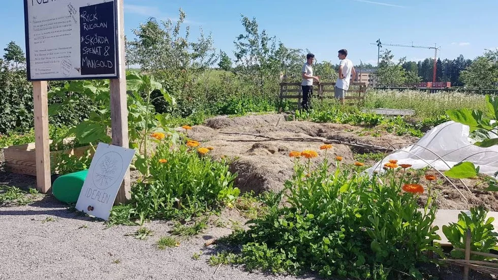 I odlingsområdet Paradiset i Vallastaden finns Folkträdgården. På griffeltavlan står vad man kan göra och vilka grödor som kan skördas. Vid tomatspaljén är Hosseinali Tousefi och Jakob Hedvall.