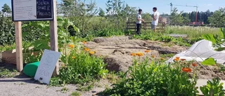 De skapade en trädgård – för alla