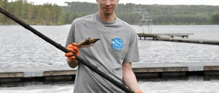 Vässad stör hittad vid bryggan