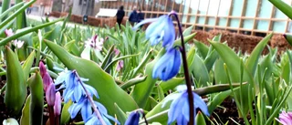 Nu blommar löken – i rekordmängder
