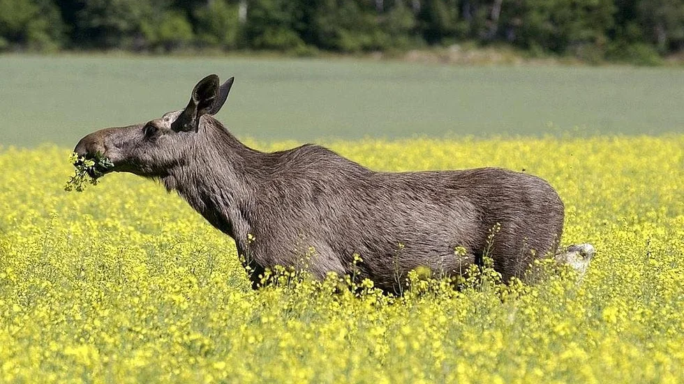 Rekord. Älgen, en av de stora svensk däggdjuren, slor rekord.