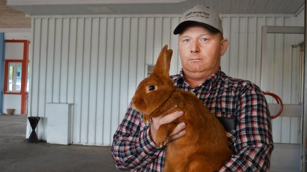Kaninutställning. Mikael Engblom, kaninuppfödare, visade upp fina kaniner. New Zealand red, en rävröd-färgad kanin, var populär bland barnen.