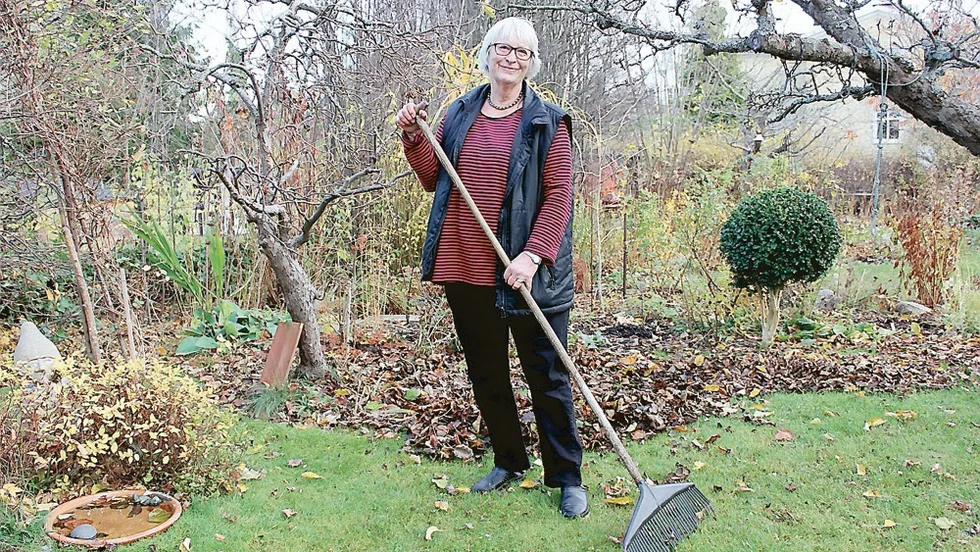 Kerstin Jergil räfsar med måtta. Löven hamnar i rabatterna, i komposten eller mals sönder av gräsklipparen. Foto: Lena Dahlberg