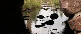 Svartåkroppen ska obduceras
