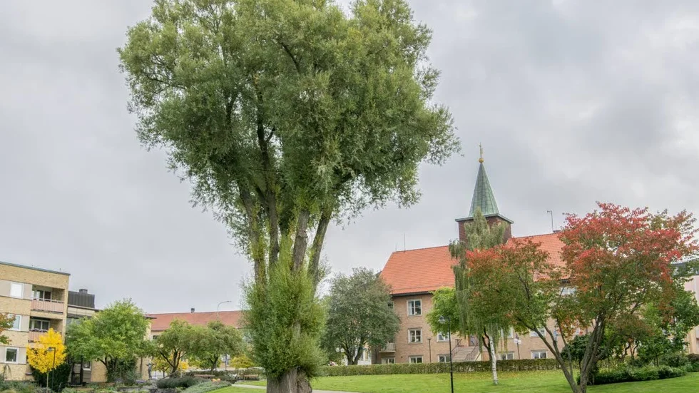 Det mäktiga trädet kommer snart att vara betydligt lägre – och utan krona.