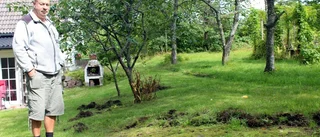 Vildsvin dök upp i hennes trädgård