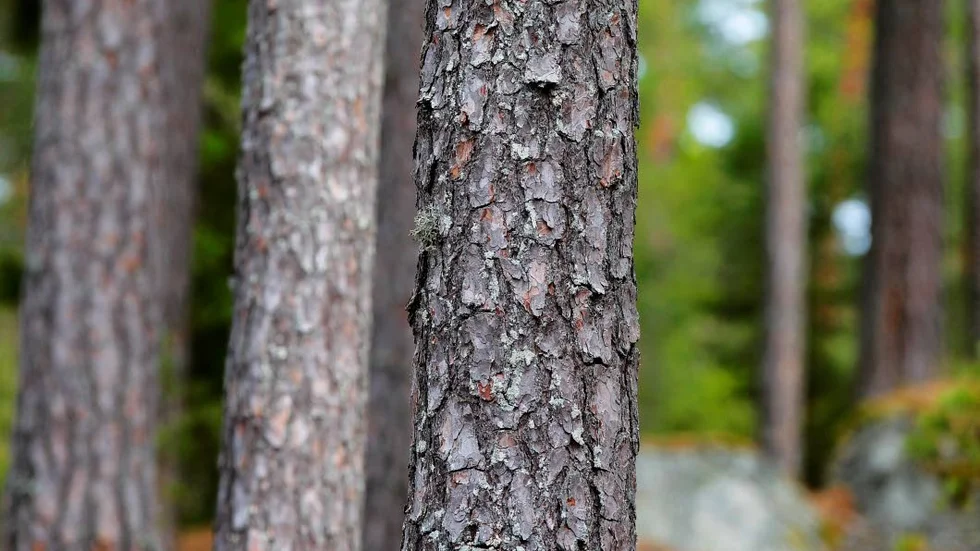 Bostadskrisen kan avhjälpas på ett klimatsmart sätt med massiva trähus, anser skribenterna.