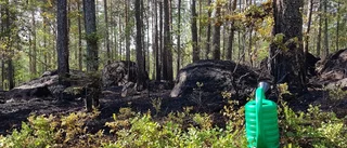 Stort skogsområde i lågor
