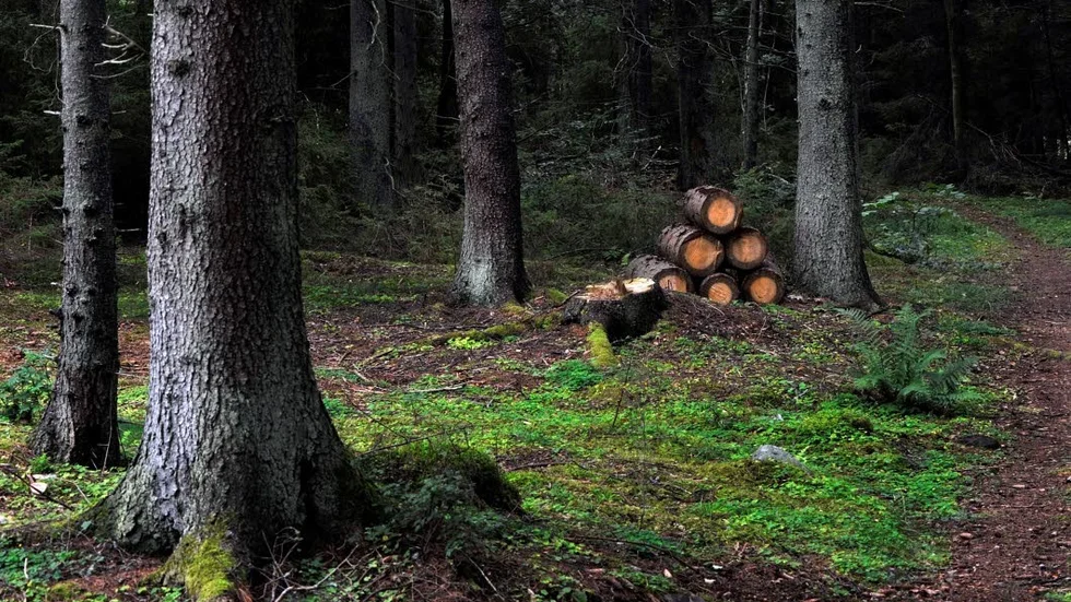 Folkrörelse. Fler svenskar äger skog än är medlemmar i politiska partier.