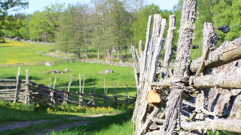En vacker grusväg leder till skogen, som vårdas som om den vore ett naturrreservat.