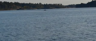 VIDEOEXTRA: Knölval siktad i skärgården