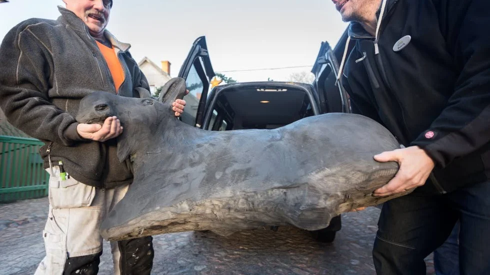 Inte så tung, kanske 75 kilo gissar Patrik Andersson, Gamla Linköping, när han och Stefan Karlsson lyfter in Hälga i förrådet.