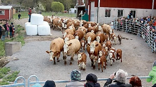 36 kor och 28 kalvar sprang ut i vårljuset inför cirka 400 besökare på Nystad Gård.