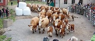 Kosläpp lockade till storpublik