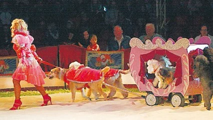 Många duktiga djur visade upp cirkuskonster när Olympia kom till Hultsfred.