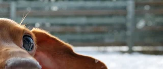 EFTERLYSNING: Bortsprungen hund