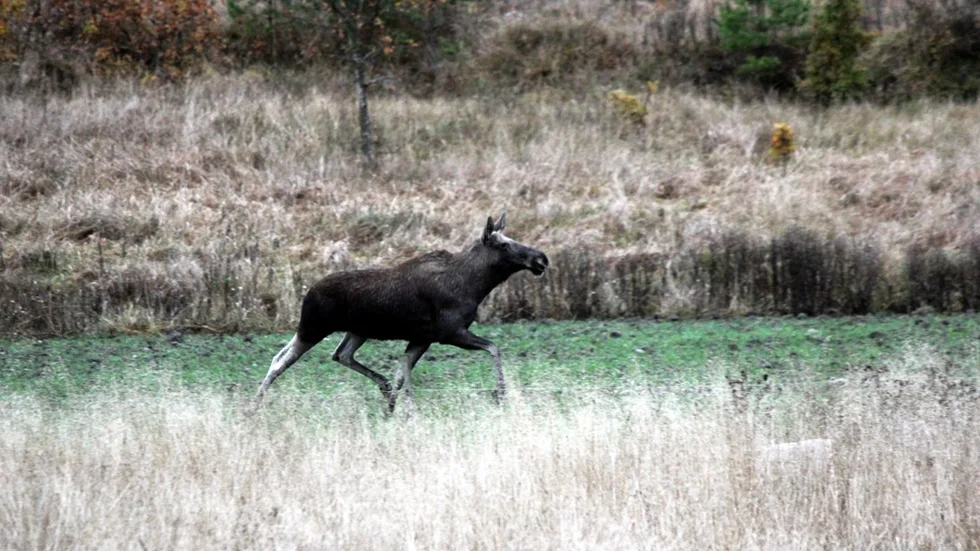 Markägaren sköt en älg utan tillstånd från viltvårdsområdet. Nu har han åtalats för stöld, men han förnekar brott i förhör. (Arkivbild)