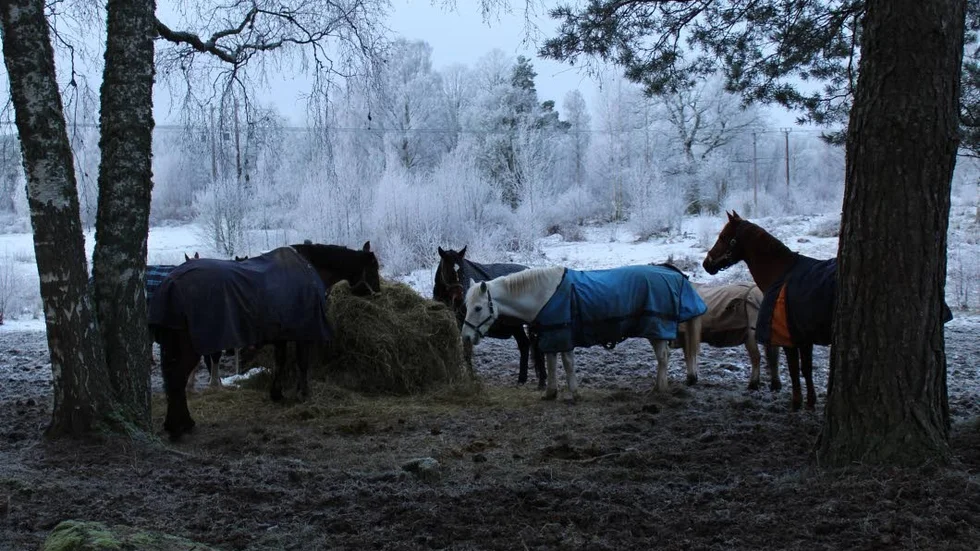 Vinter. Hästarna håller värmen genom att äta mycket men har ett extra täcke för säkerhets skull.