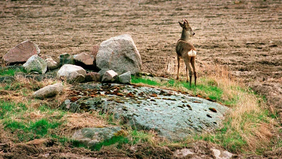 Bockjakt. Nu börjar jakten på råbock.