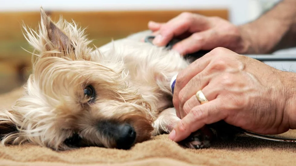 Det var en hund av rasen yorkshireterrier som blev inlåst i en bil. (Bilden är tagen i ett annat sammanhang.)