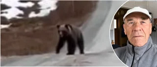 Björnfrossa i byn – björnfamilj som jagade älg fångad på film
