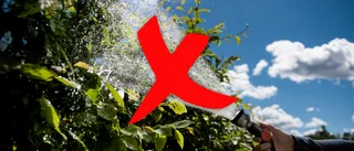 Kritiskt läge: Nu införs bevattningsförbud
