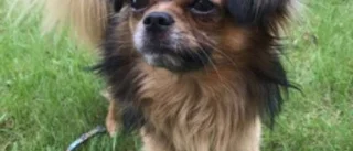 Hunden Eddie borta – befaras ha sålts