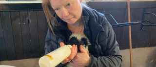 De första ovanliga lammen har fötts i Ydre: "Har varit väldigt nervös"