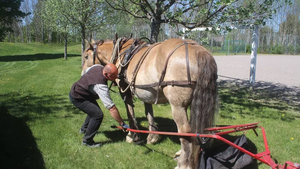 Klippning. Här förbereds Flora för klippning av Hans Johansson.