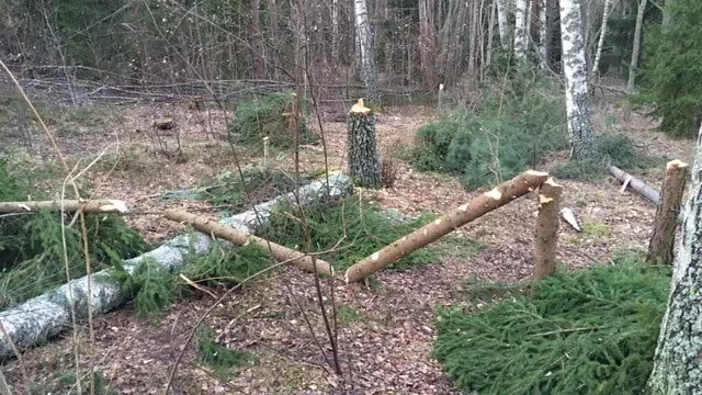Kommunen står frågande till syftet med bärsärkagången i skogen.
