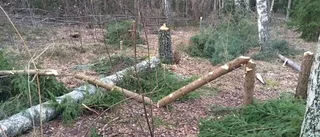 Fällda träd ett mysterium för kommun och polis