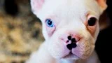 Bulldog valpar.