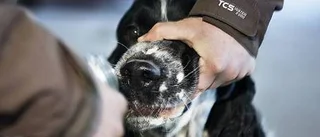 Pyroteknikhund i träning
