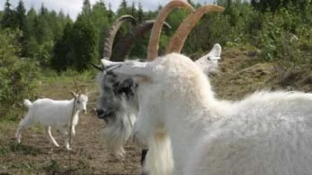 De närmare 30lappgetter som finns kvar i dag är den sista spillran av de lantgetter som levt uppe i fjällbygderna där de bland annat hållits av samerna.
