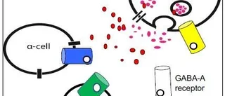 Unik diabetesstudie startar vid Akademiska