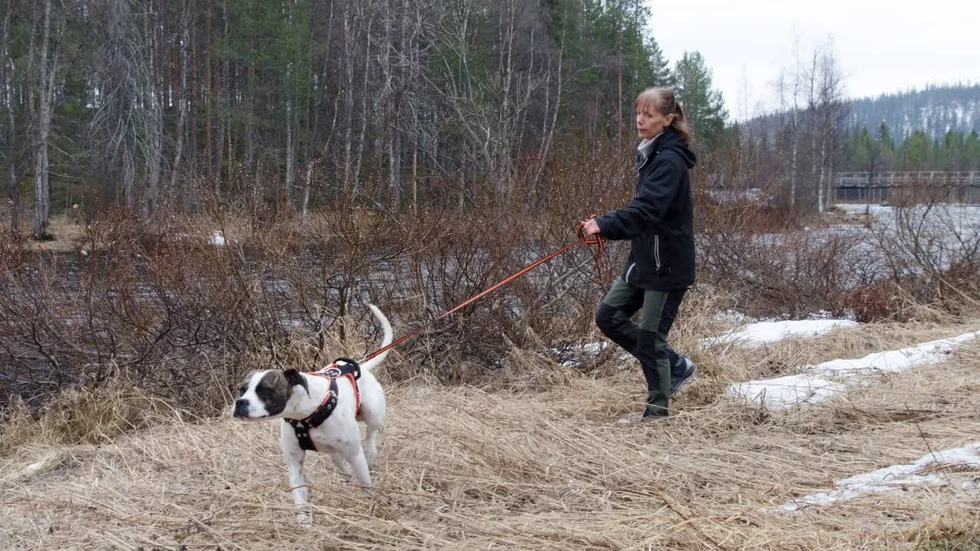 "Man kan lära hundar att söka upp vad som helst", säger Jeanette Åman.