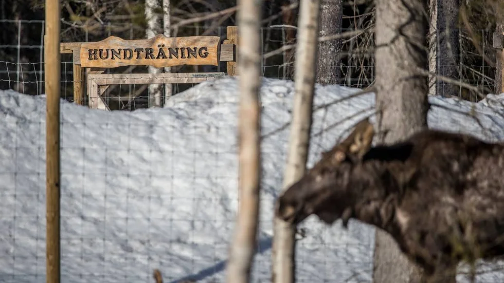 Älgen väntar på hunden. Camp Wild erbjuder hundträning på älg.
