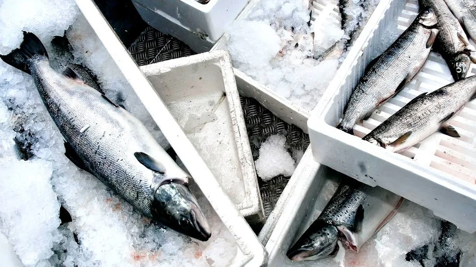 En fiskare i östra Norrbotten har dömts för brott mot fiskelagen.