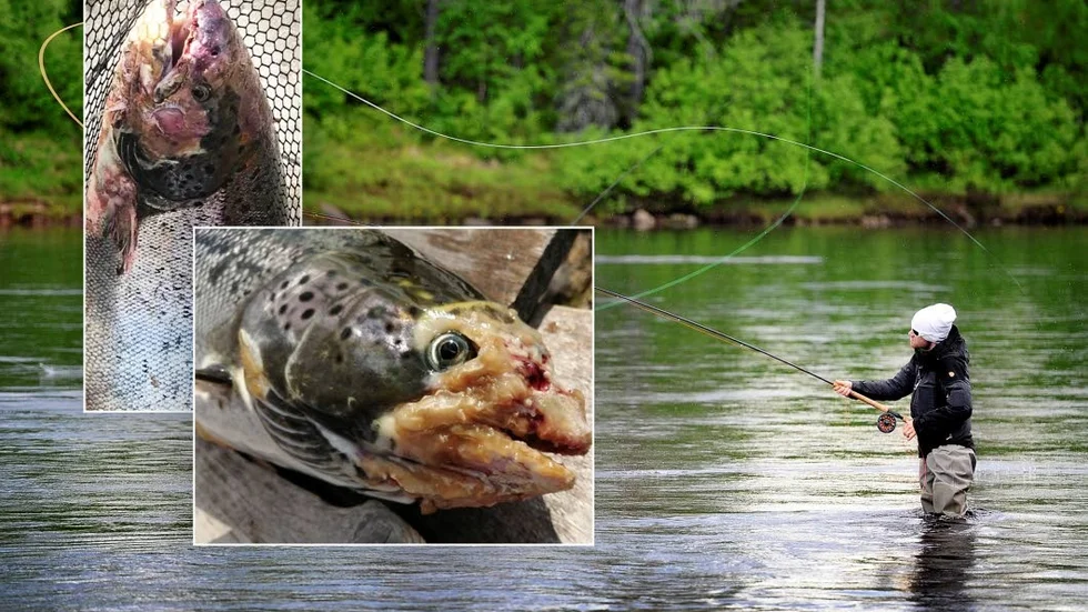 Enligt anmälningarna till SVA har laxdöden kommit tillbaka till Torne älv med full kraft.