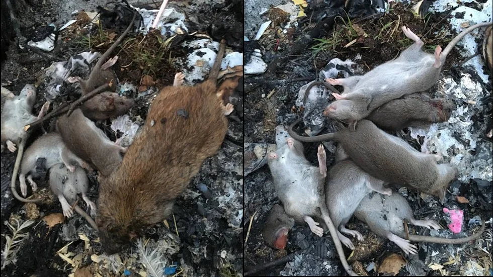 Familjen dödade 22 råttor på mindre än en vecka. Nu tror de att faran är över.