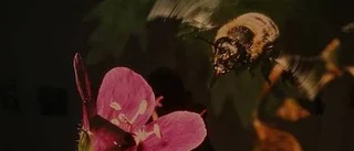 Bilder från mikroskopet