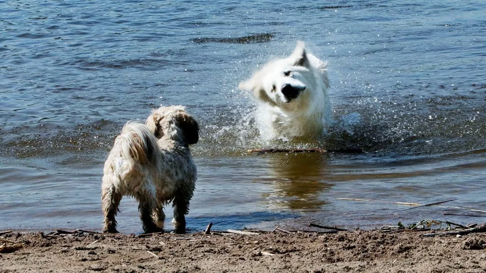 Hundbad i Fjällnora Uppsala, med hundarna Athos och Ivan när de badade sommaren 2016.