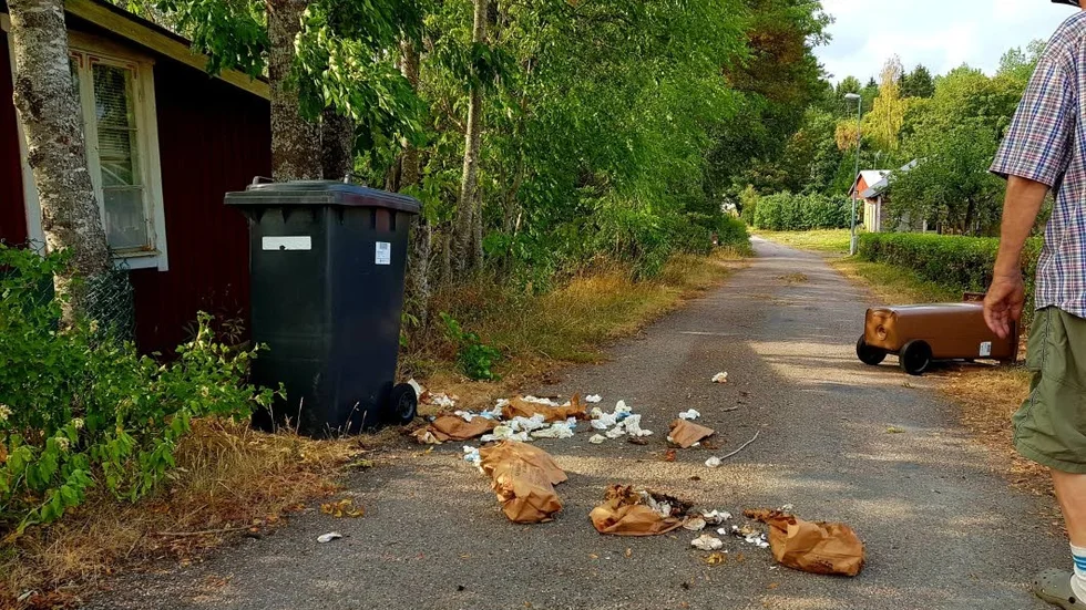 Inne i Hargshamn har vildsvin bökat i soporna hos flera villaägare, på jakt efter något ätbart bland skal och matrester.