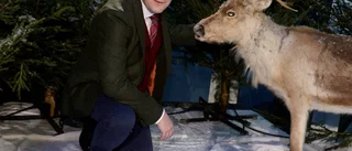 Dorsin häcklar julmusiken