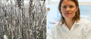 Fruktade svampen tillbaka i Uppland