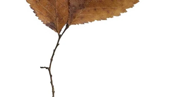 Organiskt. Hannah Streefkerk, "Mended leaves", torkade lagade löv.