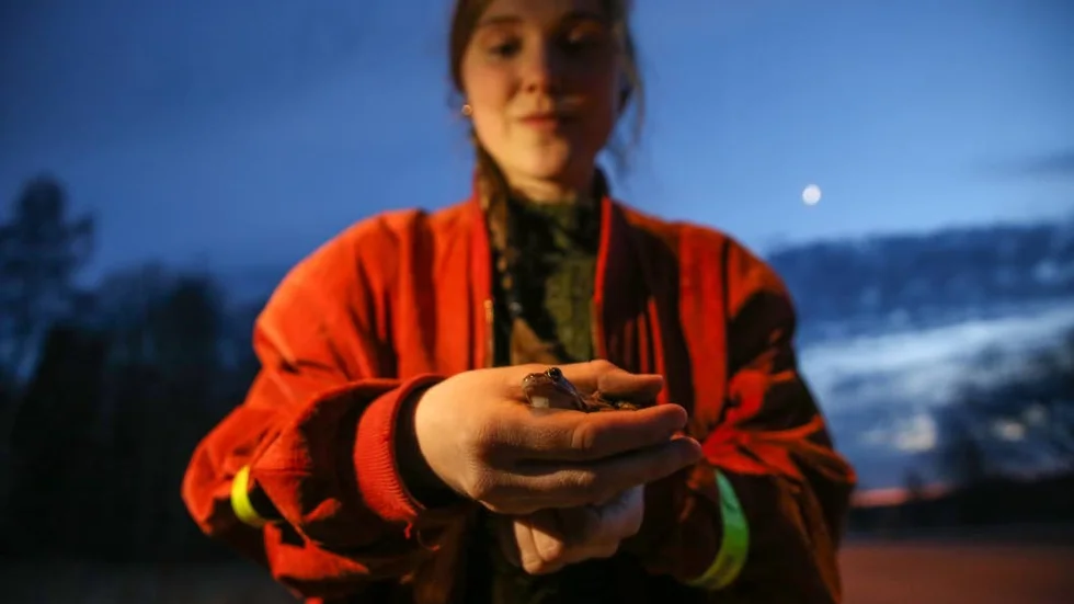 Lovisa Helmius räddar över hundra grodor på en kväll.