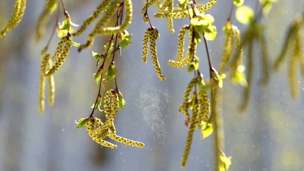 Björkpollen börjar blomma nu i april.