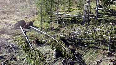 Det ligger mycket träd kvar i skogen efter vinterns stormar, dessa blir nu en bra grogrund för granbarkborren.